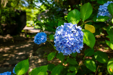大阪の花博記念公園鶴見緑地で見た青色の紫陽花