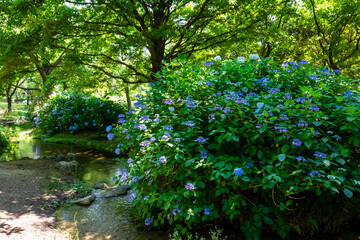 大阪市の花博記念公園鶴見緑地で見た、青色の紫陽花と小川