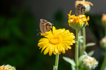 Mariposa del geranio en margarita