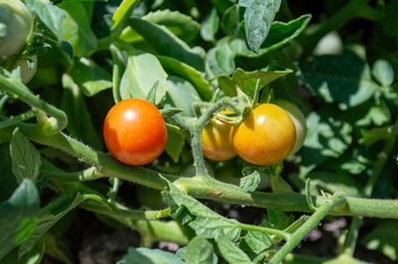 Tomates cherry en la mata en el huerto