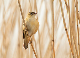 Sedge Warbler