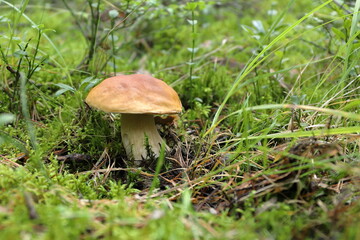 Alone ceps mushroom grows on a green moss in the forest.