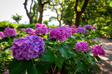大阪城公園のあじさい・うつぎ園で見た、ピンクや紫色の紫陽花