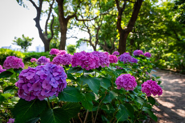 大阪城公園のあじさい・うつぎ園で見た、ピンクや紫色の紫陽花