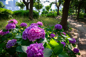 大阪城公園のあじさい・うつぎ園で見た、ピンクや紫色の紫陽花