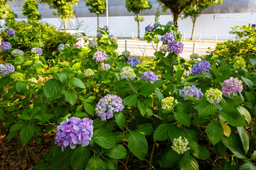大阪城公園のあじさい・うつぎ園で見た、カラフルな紫陽花