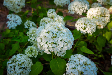 大阪城公園のあじさい・うつぎ園で見た、白い紫陽花