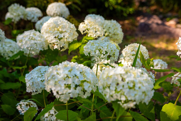 大阪城公園のあじさい・うつぎ園で見た、白い紫陽花