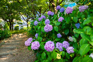 Fototapeta premium 大阪城公園のあじさい・うつぎ園で見た、ピンクや紫色の紫陽花