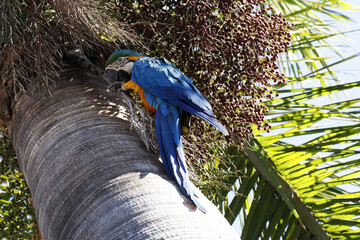 Araras de Caldas Novas - GO com belíssimos flagrantes em seu habitat natural