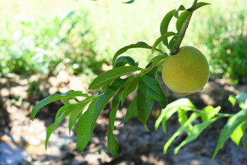 Fresh young unripe Peach fruits on a tree branch with leaves closeup, A bunch of unripe Peaches on a branch, beautiful delicious fruit peaches on the tree, peach fruits grow on a peach tree branch