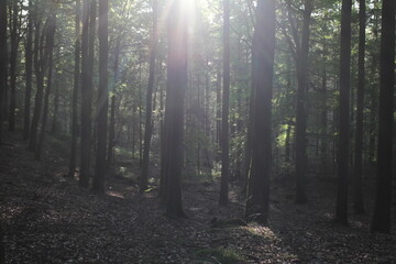 Fototapeta premium Mystischer Wald