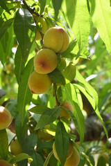 Fresh young unripe Peach fruits on a tree branch with leaves closeup, A bunch of unripe Peaches on...