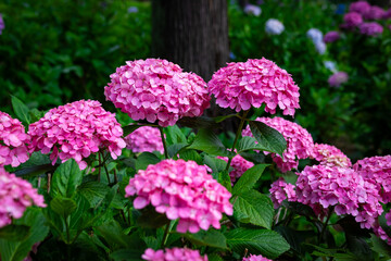 京都府宇治市の三室戸寺で見た、鮮やかなピンク色の紫陽花