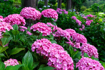 京都府宇治市の三室戸寺で見た、鮮やかなピンク色の紫陽花