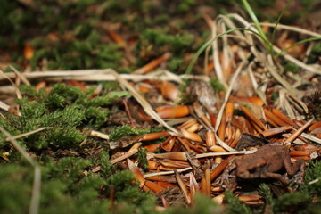 Feuchter Boden mit Frosch