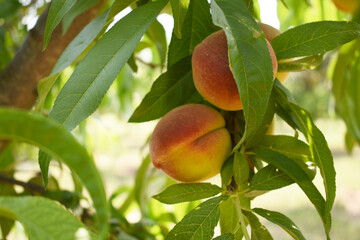 Fresh young unripe Peach fruits on a tree branch with leaves closeup, A bunch of unripe Peaches on a branch, beautiful delicious fruit peaches on the tree, peach fruits grow on a peach tree branch