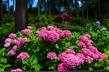 京都府宇治市の三室戸寺で見た、鮮やかなピンク色の紫陽花