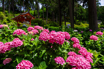 京都府宇治市の三室戸寺で見た、鮮やかなピンク色の紫陽花