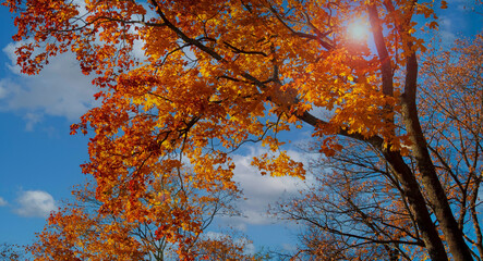 The Background autumn trees wallpaper landscape with yellow trees and  Colorful foliage in the park