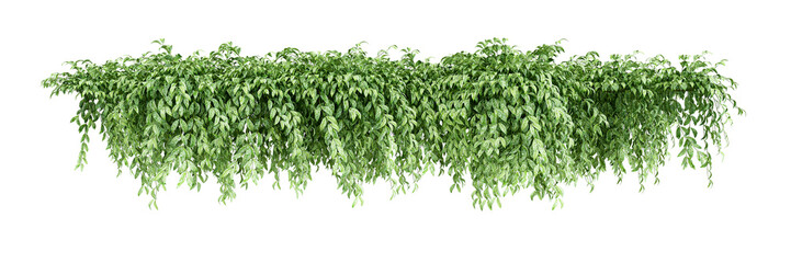 illustration of ivy plant isolated on white background