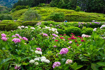 京都府宇治市の三室戸寺で見たカラフルな紫陽花