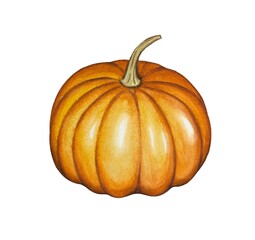 Hand drawn orange pumpkin, watercolor illustration