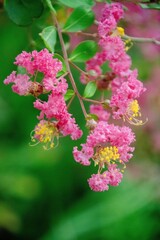 赤いサルスベリの花