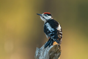 Great Spotted Woodpecker