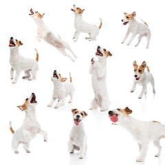 Collage made of purebred, adorable dog, playful Jack Russell Terrier in various dynamic poses...