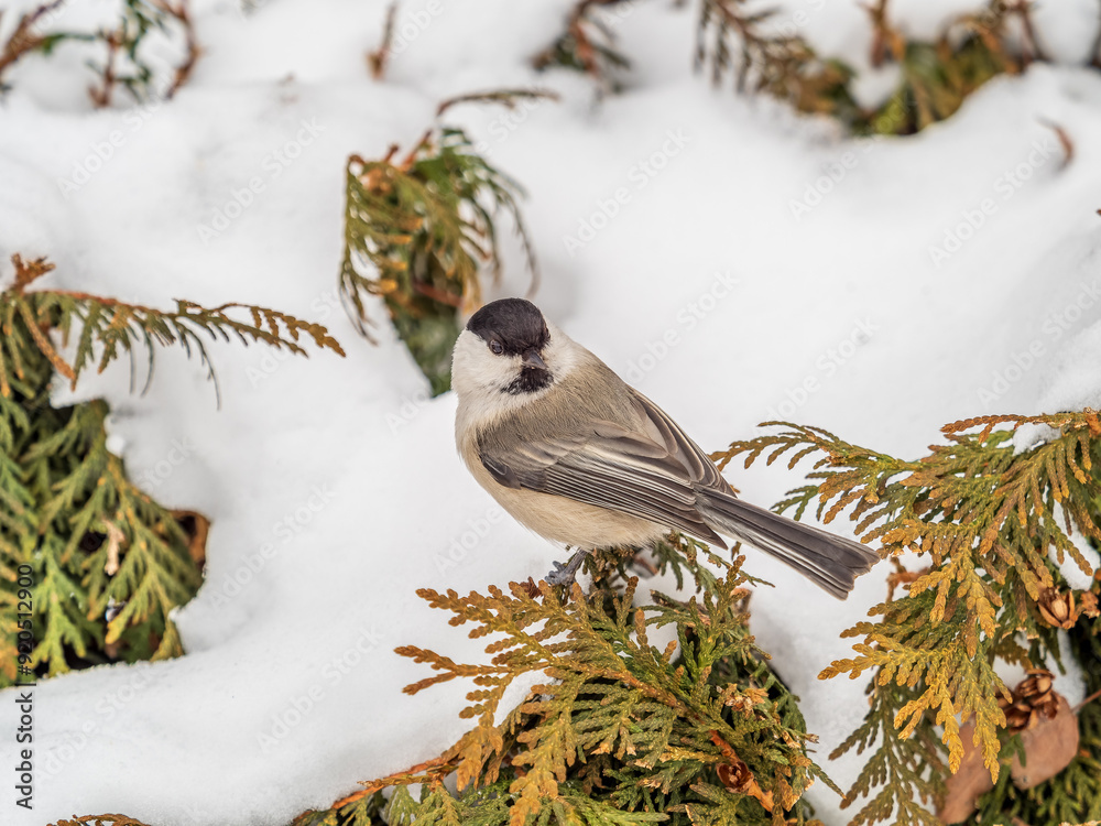 Canvas Prints Cute bird the willow tit, song bird sitting on the fir branch with snow in winter