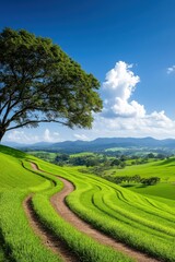 Fototapeta premium Serene rice terraces under a vibrant blue sky with rolling hills and a solitary tree
