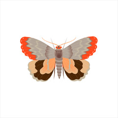 Beautiful Butterfly's Vector Illustration art and vibrant colors symbolize transformation