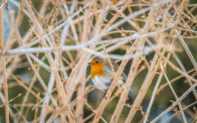 Cute bird the European Robin, Erithacus rubecula. sitting on the tree branch in winter.