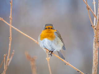 Cute bird the European Robin, Erithacus rubecula. sitting on the tree branch in winter.