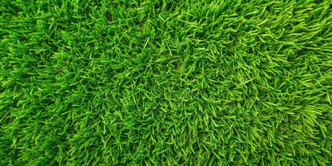 grass, field, nature, texture, plant, green, garden, background, summer, natural, ground, spring