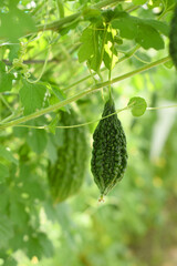 Bitter gourd or Green Bitter gourd hanging from a tree on a vegetable farm, ripe bitter gourd...