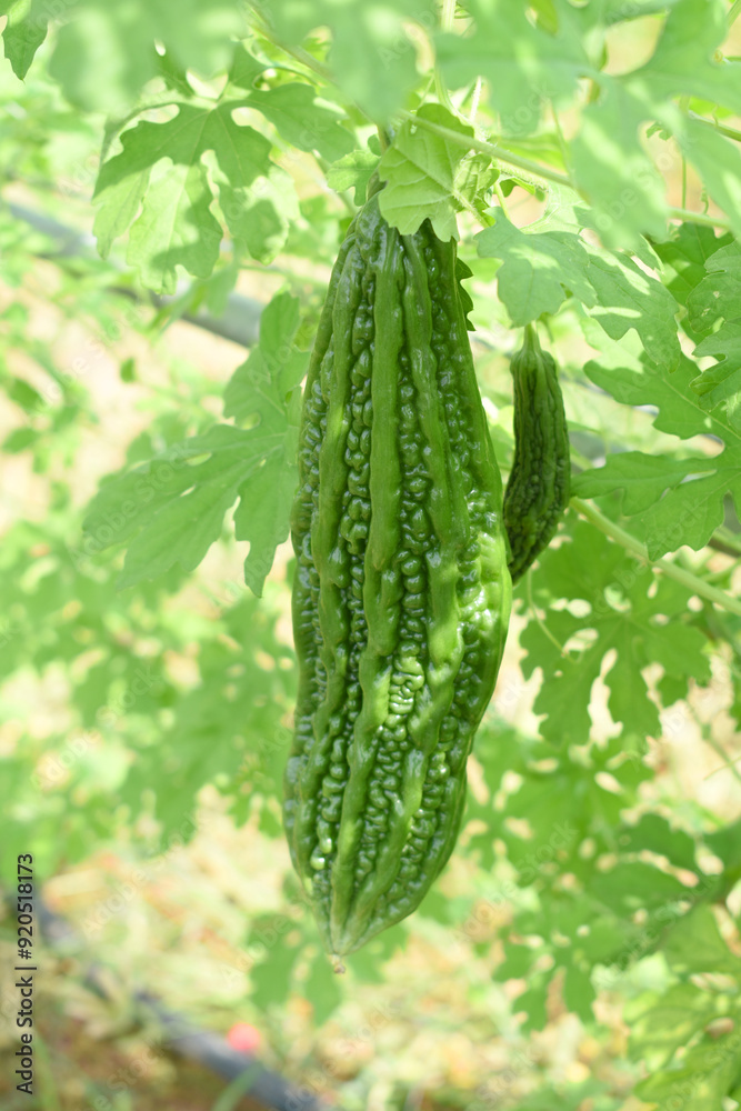 Wall mural bitter gourd or green bitter gourd hanging from a tree on a vegetable farm, ripe bitter gourd hangin