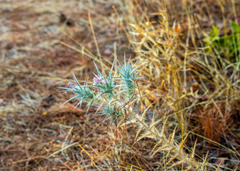close up of grass and thorny wildplants