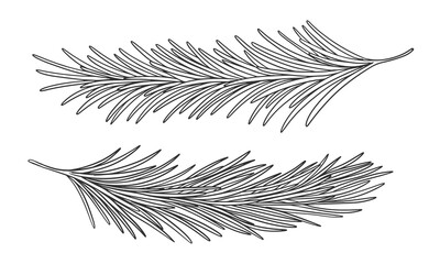 Fir branches in sketch style. Hand drawn black and white spruce branches. Christmas decoration elements. Linear Christmas tree branches