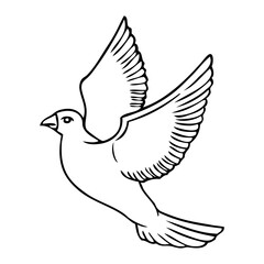 pigeon sketch illustration