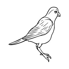 sparrow bird sketch illustration