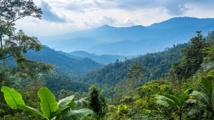 Obraz premium Lush green foliage and large banana leaves in the foreground with a view of distant blue mountains covered in mist.