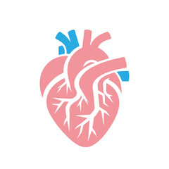 Obraz premium Human heart anatomicall flat style