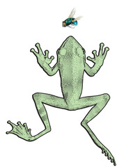 Frosch auf weiss.eps