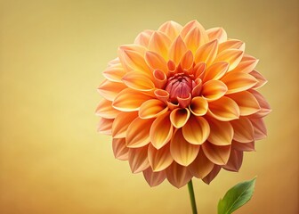 Vibrant orange dahlia flower with delicate petals and yellow center isolated on soft, creamy pastel background, providing ample copy space for text or design elements.