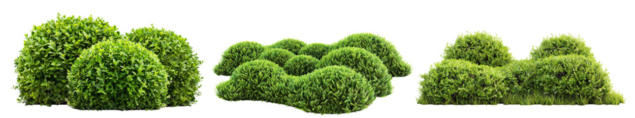 Fototapeta premium Set of lush garden bushes cut out