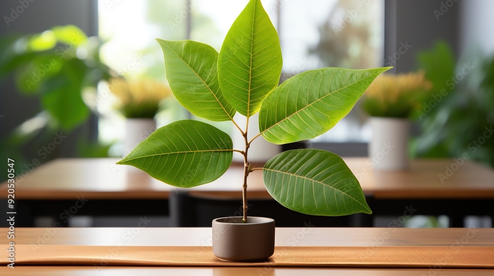 Poster plant in a vase