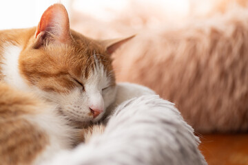 窓辺で眠る可愛い猫　茶トラ猫