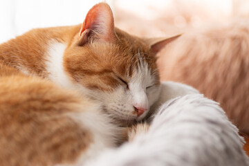 窓辺で眠る可愛い猫　茶トラ猫